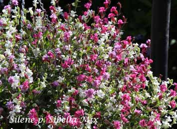 Silene pendula Sibella Mix -smll-1